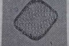The-Diatom-Flora-of-the-River-Went