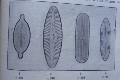 The-Diatoms-of-Martin-Beck