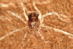 Harvestman (Rilaena triangularis) clumber Park, 19 Feb 2026. 