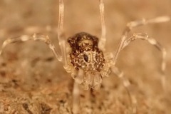 Harvestman (Rilaena triangularis) clumber Park, 19 Feb 2026

