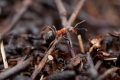 Formica rufa - Wood Ant , Longshaw NT