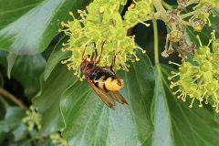 European Hornet, Vespo crabo,17.9.23 Thorne Rd SE605055 on Ivy by Nora Boyle