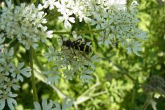 Wasp Beetle, Clytus arietis, Chesterfield Canal near Wiseton