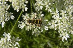 Wasp Beetle, Clytus arietis, Chesterfield Canal near Wiseton