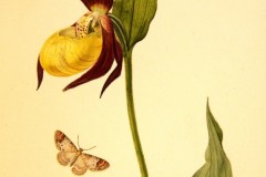 Ladys-Slipper-1