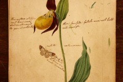 Ladys-Slipper-2