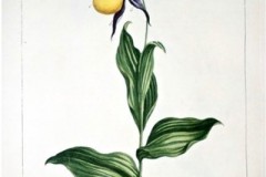 3 From Miller (1750)