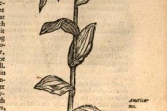 2 Gerard (1597)