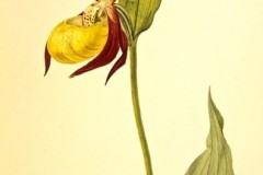 7n John Curtis 1832