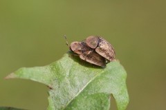 Cassidy nebulosa - Tortoise Beetle, Austerfield