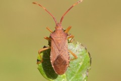 Gonocerus acuteangulatus - Box Bug, Austerfield