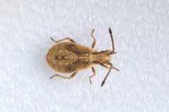 Arenocoris fallenii - Fallen's Leatherbug, Austerfield