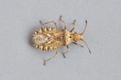 Arenocoris fallenii - Fallen's Leatherbug, Austerfield