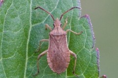 Ceraleptus lividus - Slender-horned Leatherbug, Austerfield