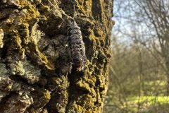 IMG_0233-scaled