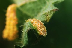 Nettle rust (Puccinia urticata), location unknown. 