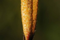 Nettle rust (Puccinia urticata), location unknown. 