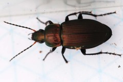 Poecilus versicolor, location unknown. 