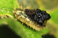 Unknown larva, location unknown. 