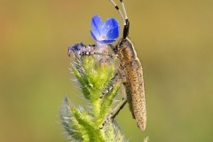 Agapanthia villosoviridescens, Austerfield