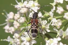 Anaglyptus mysticus, Austerfield.
