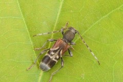 Anaglyptus mysticus, Austerfield.