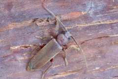 Arhopalus rusticus,Austerfield.