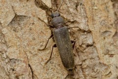 Arhopalus rusticus, Austerfield.