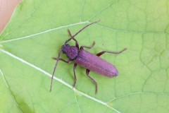 Arhopalus rusticus, Austerfield.
