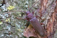 Arhopalus rusticus, Austerfield.