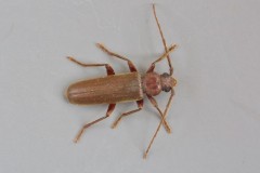 Arhopalus rusticus, Austerfield.
