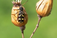 Clytus arietis - The Wasp-beetle, Austerfield.