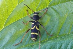 Clytus arietis - The Wasp-beetle, Austerfield.