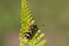 Clytus arietis - The Wasp-beetle, Austerfield.