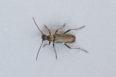 Grammoptera ruficornis - Austerfield.