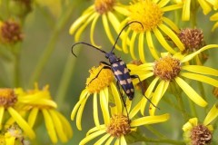 Leptura quadrifasciata, Austerfield.