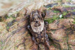 Pogonocherus hispidus, WAusterfield.