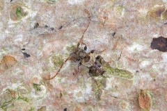 Pogonocherus hispidus, Austerfield.