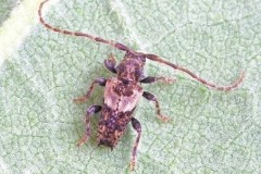 Pogonocherus hispidus, Austerfield.