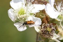 seudovadonia livida - Fairy-ring Longhorn, Austerfield