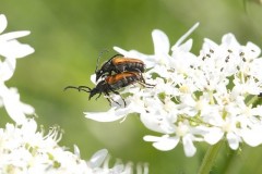 Pseudovadonia livida - Fairy-ring Longhorn, Austerfield