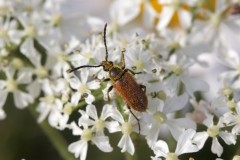 Pseudovadonia livida, Austerfield.