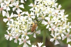 Pseudovadonia livida, Austerfield.