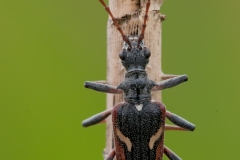 Rhagium bifasciatum - Two-banded Longhorn Beetle