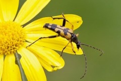 Rutpela maculata, Austerfield.