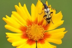 Rutpela maculata, Austerfield.