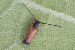 Tetrops praeusta - Plum-beetle, Austerfield.