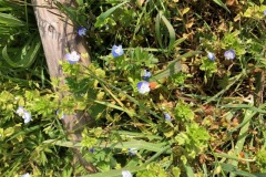 Speedwell, iPort.