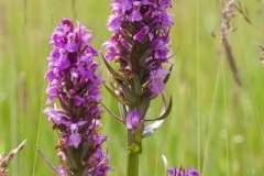 Orchids at Bolton Fields. Photo by Samantha Batty