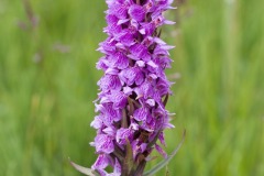 Orchids at Bolton Fields. Photo by Samantha Batty